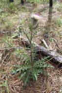 Image of yellow thistle