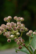 Image of Dendropanax Decne. & Planch.