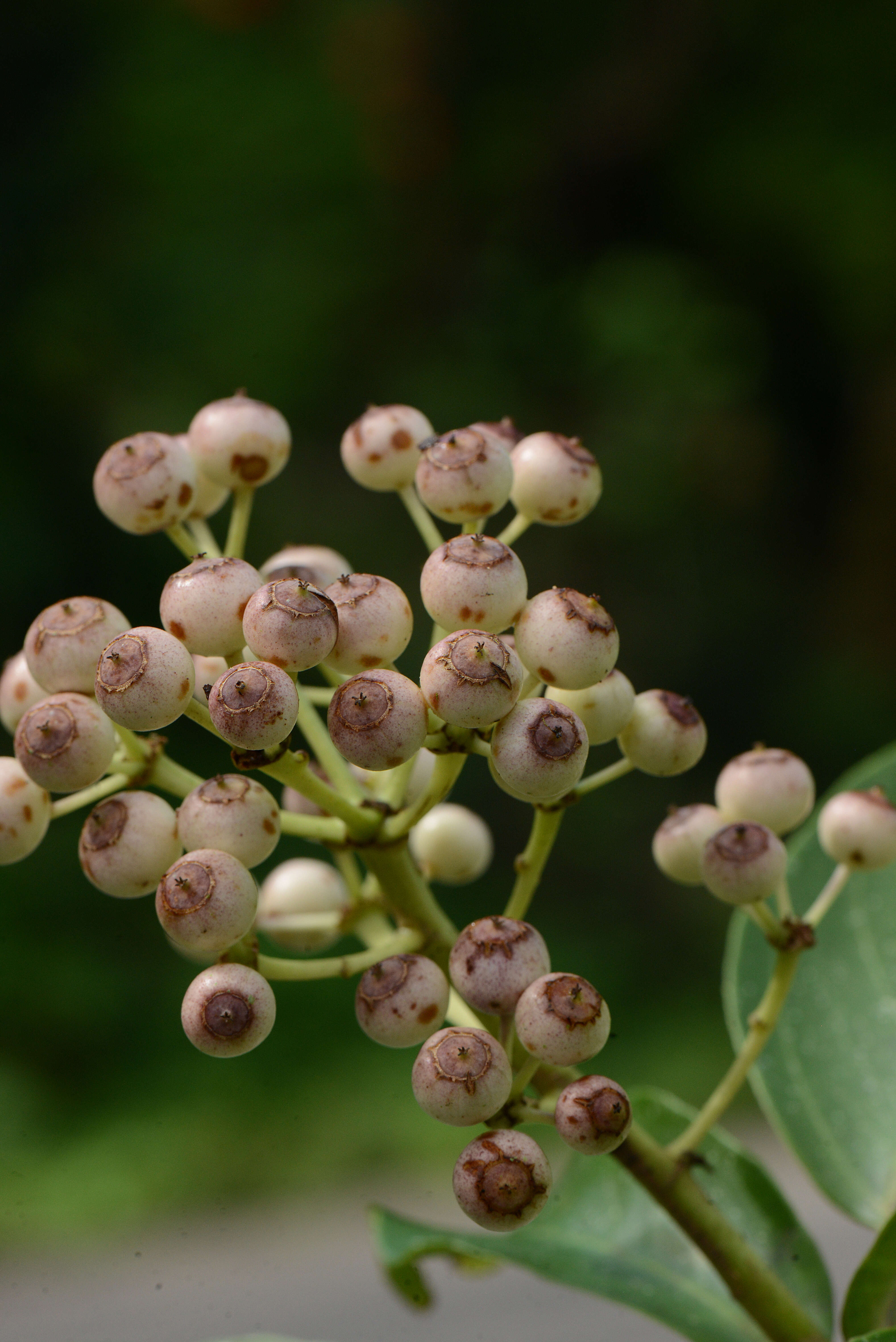 Dendropanax Decne. & Planch.的圖片