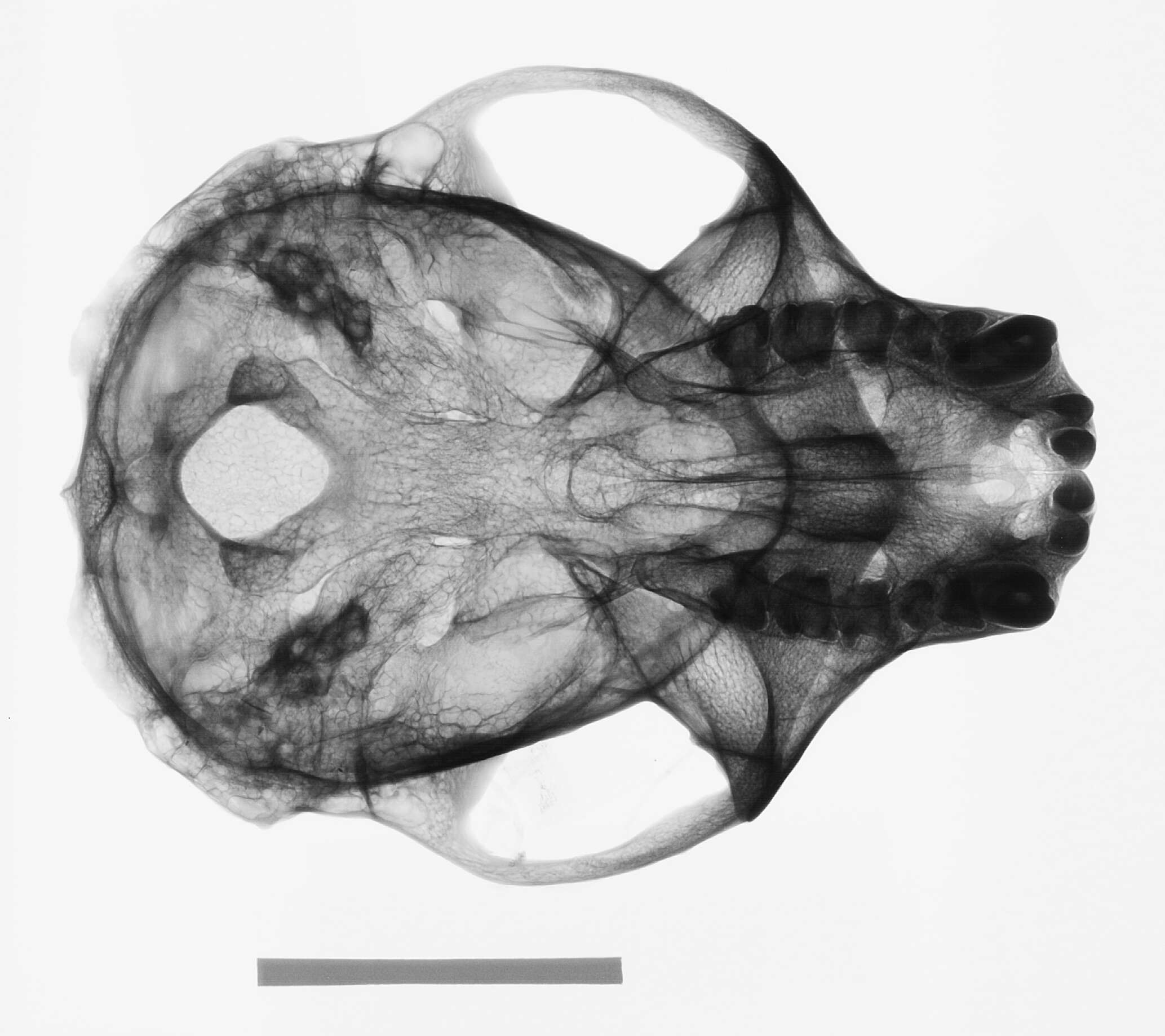 Image of Nasalis É. Geoffroy Saint-Hilaire 1812