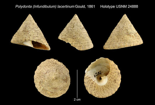 Image of Polydonta (Infundibulum) lacertinum Gould