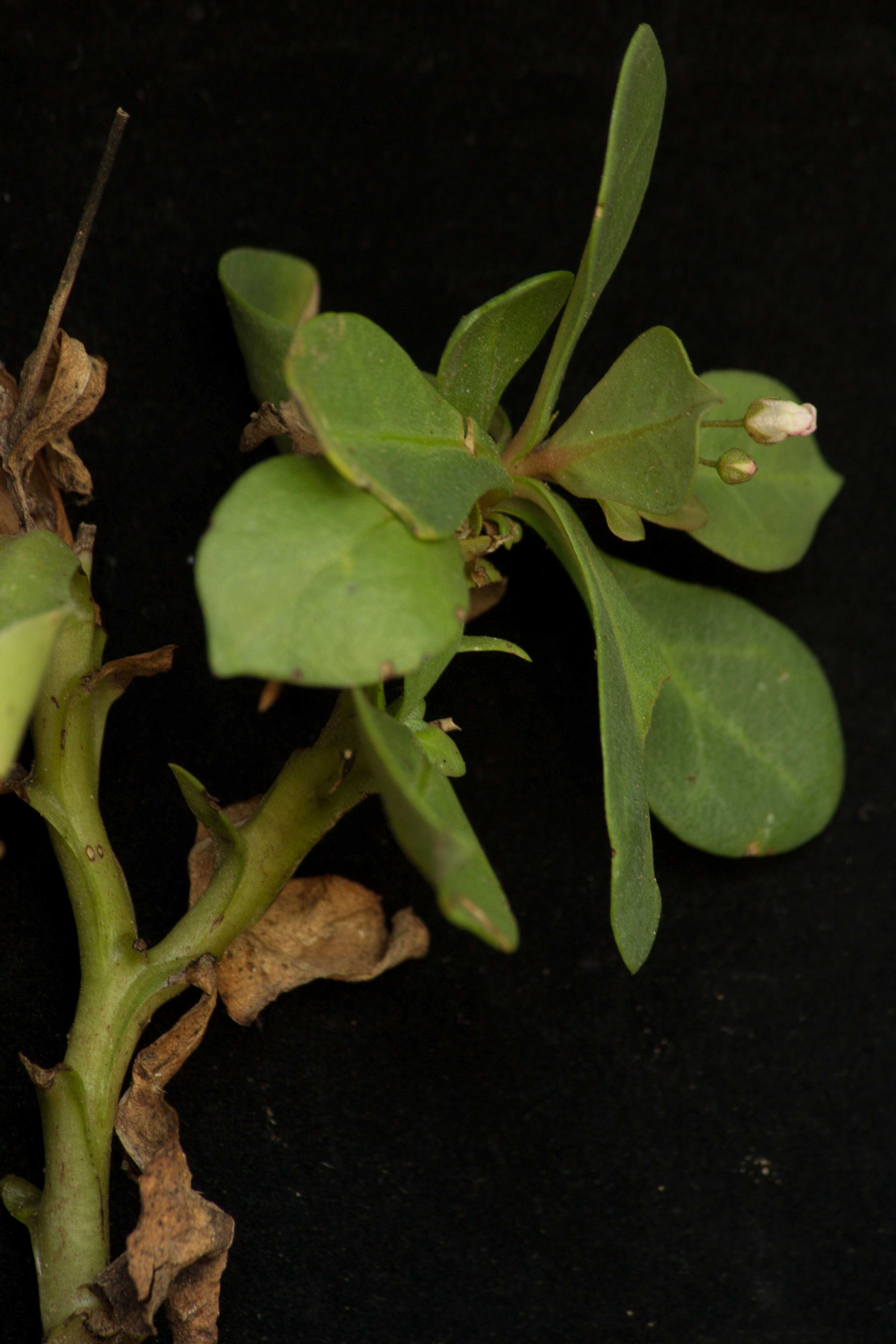 Image of limewater brookweed