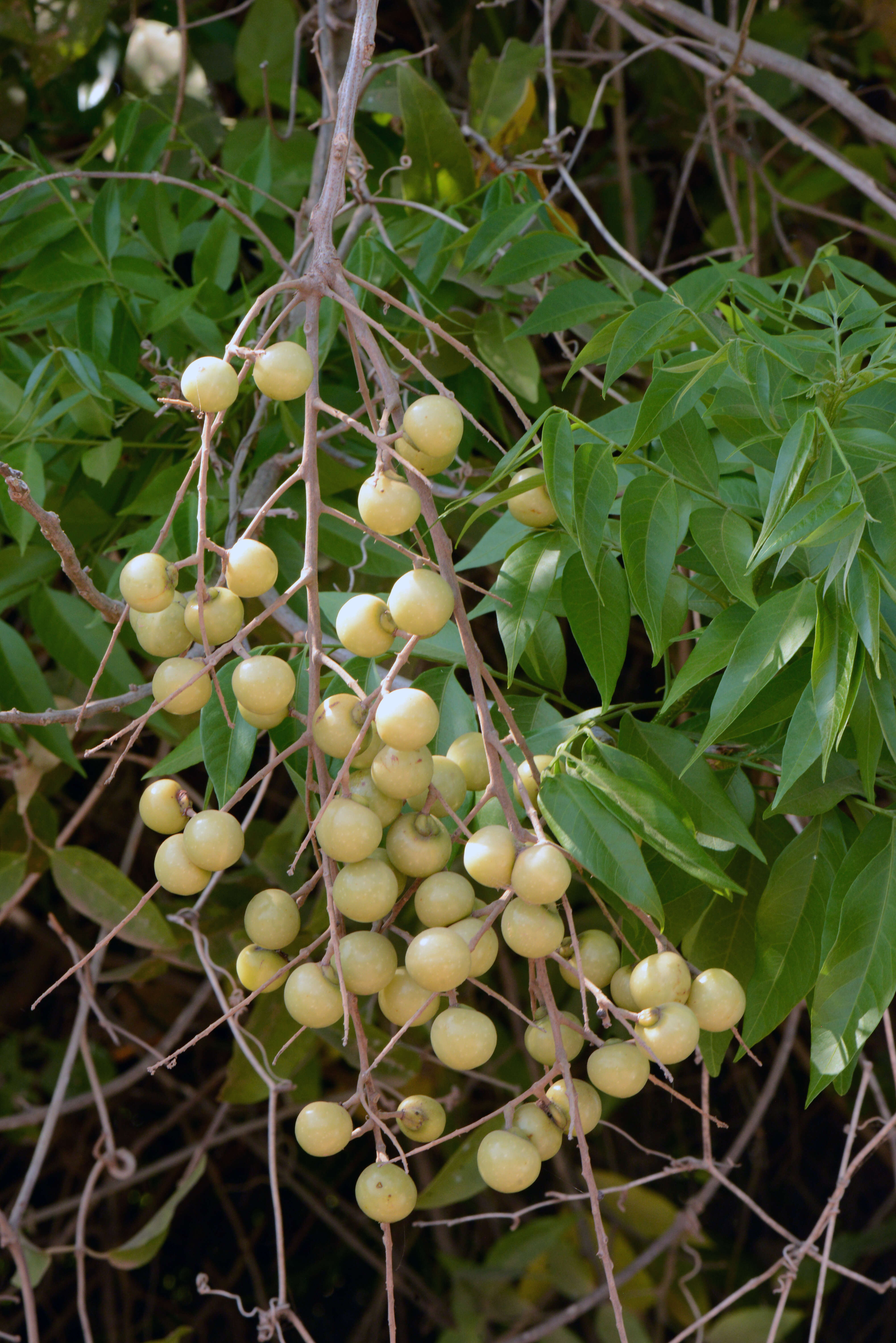 Image of wingleaf soapberry