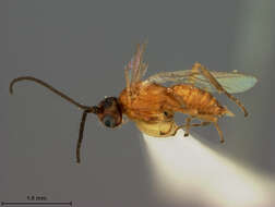 Image of Parasitoid wasp