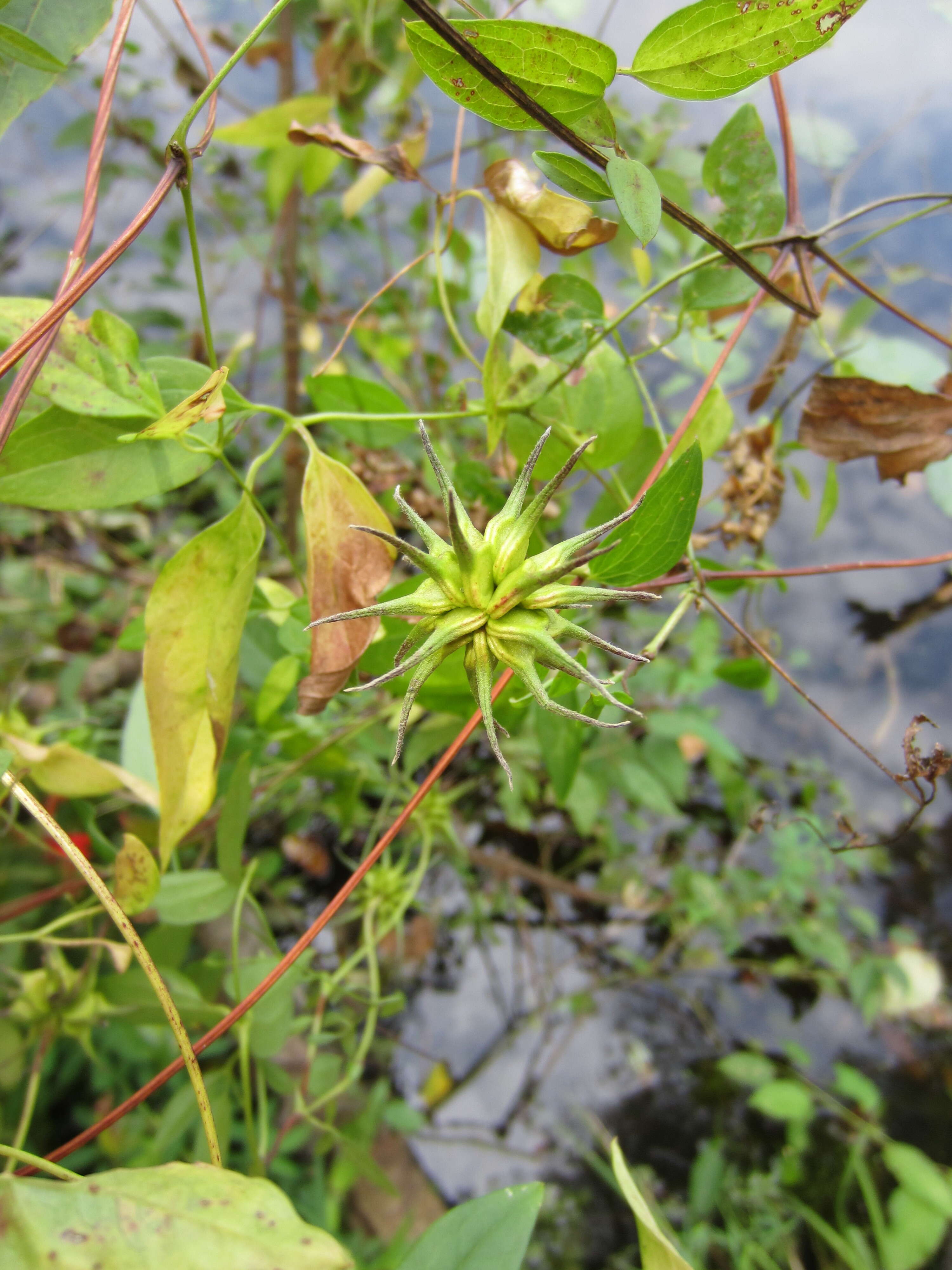 Sivun Clematis crispa L. kuva