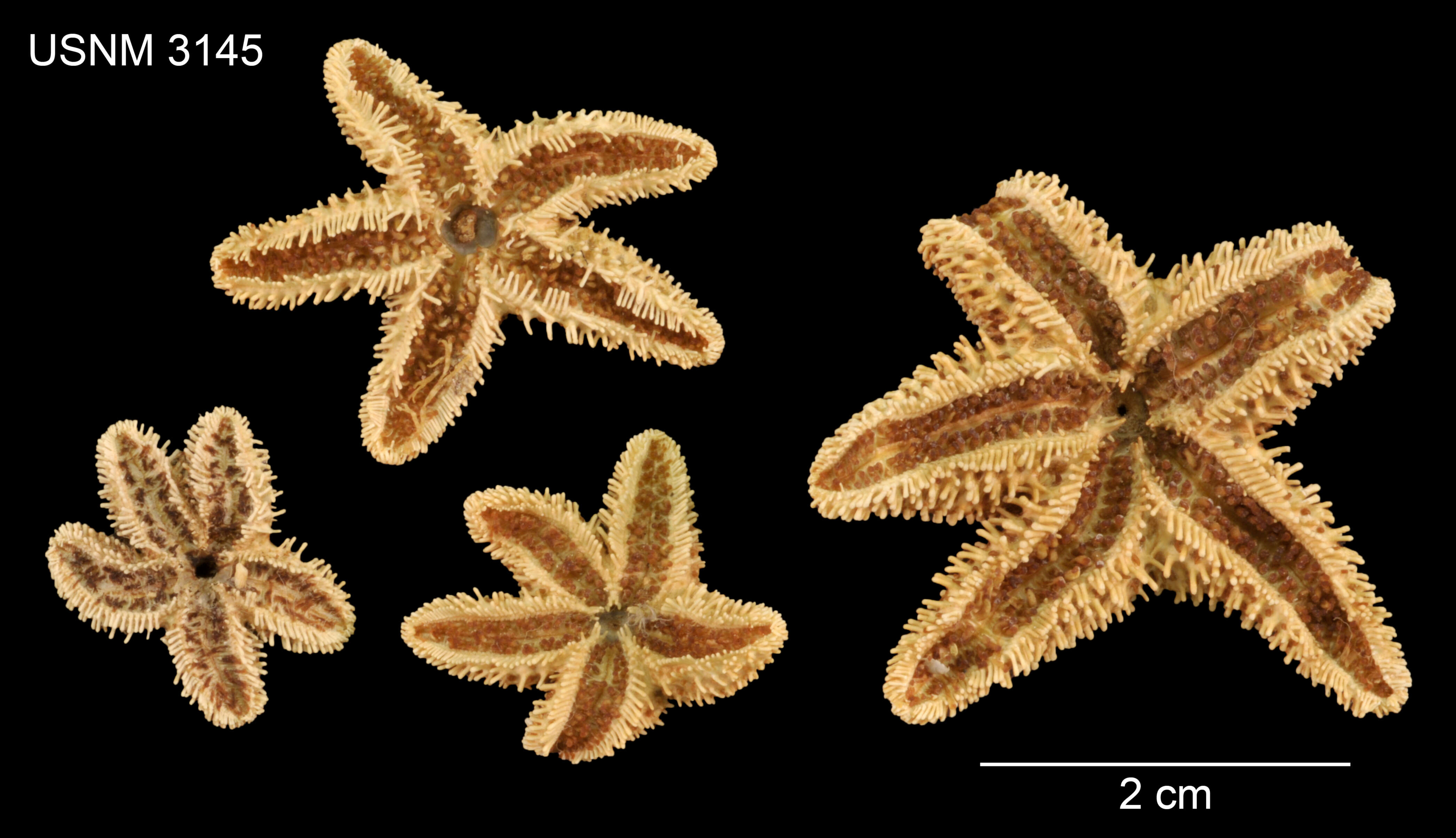 Plancia ëd Anasterias rupicola (Verrill 1876)