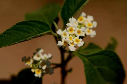 Sivun Lantana canescens Kunth kuva