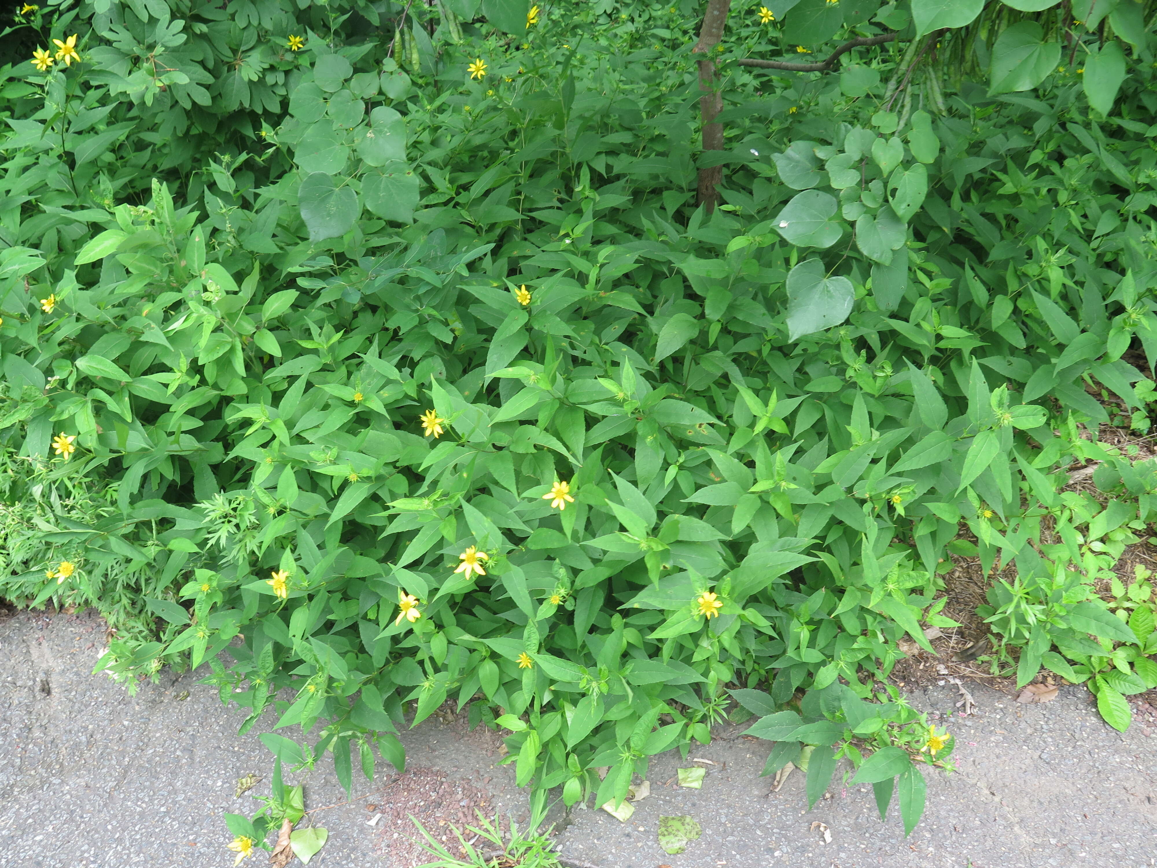 Image of woodland sunflower