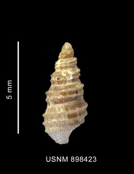 Prosipho astrolabiensis (Strebel 1908) resmi