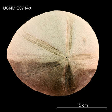 Image of Echinozoa