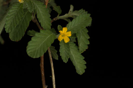 Image of damiana