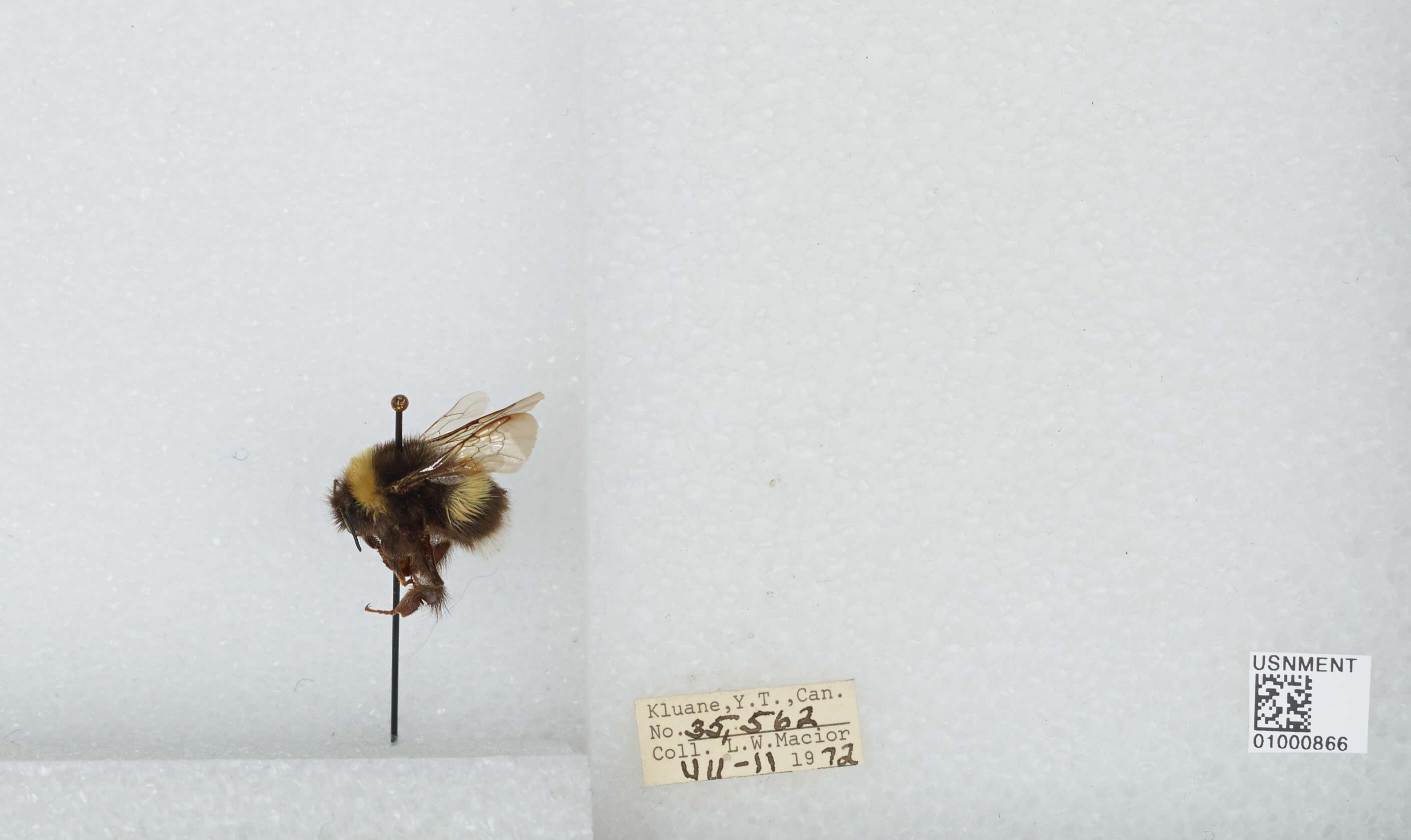 Image of White-tailed bumblebee