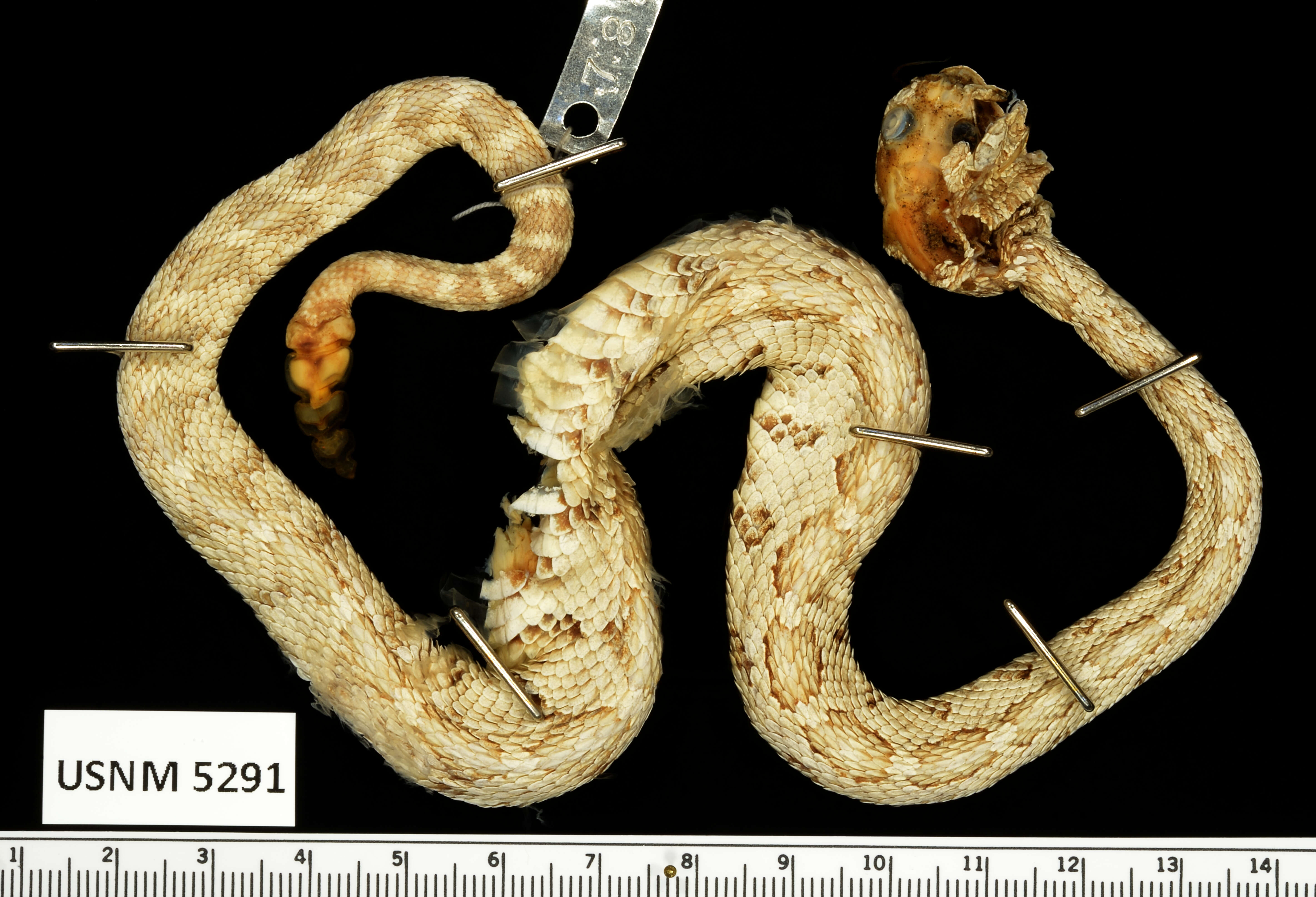 Image of Lower California Rattlesnake (furvus