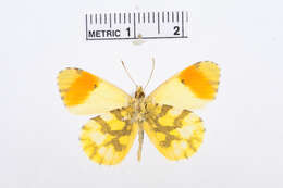 Image of Moroccan Orange Tip