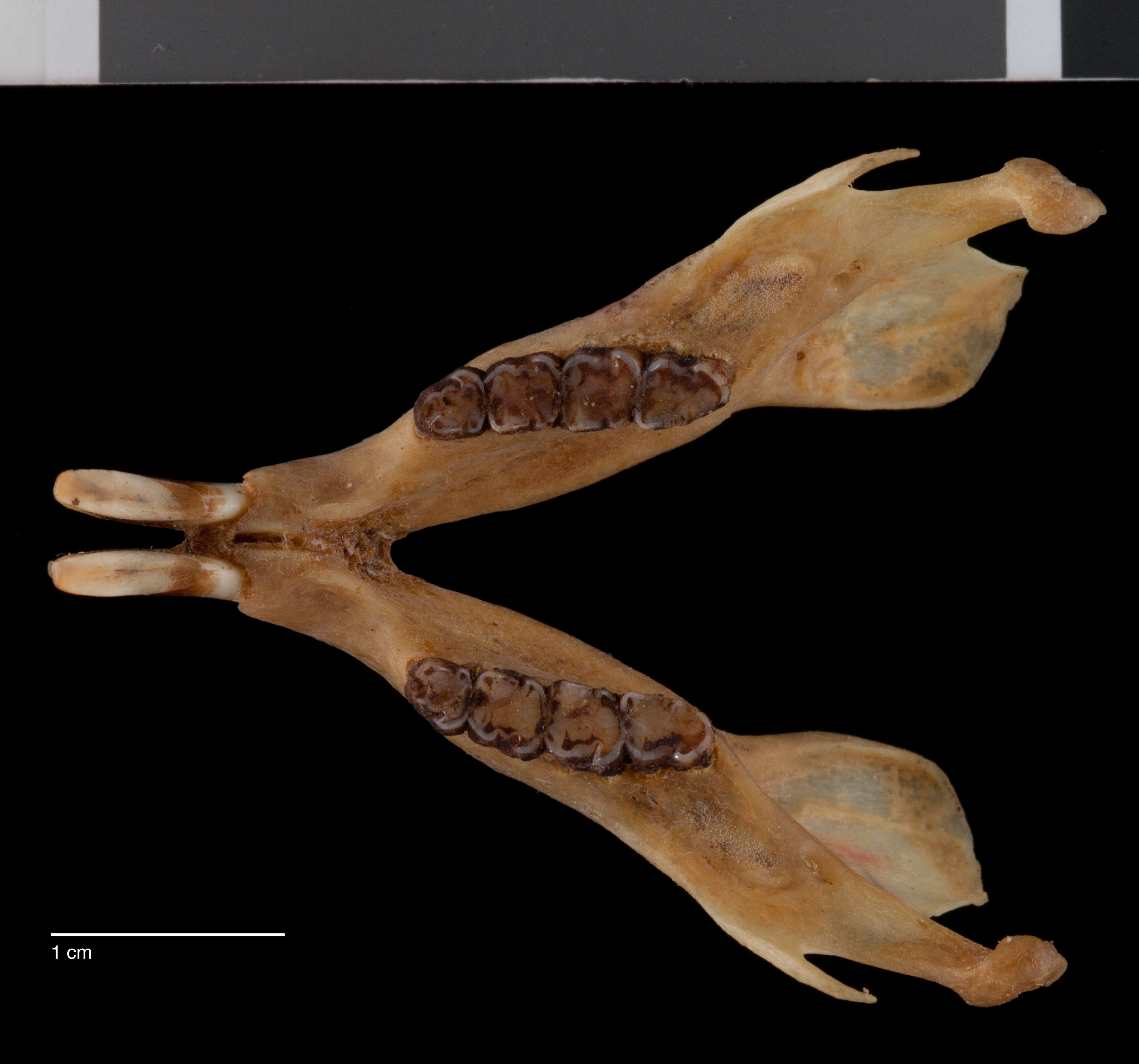 Image of Ratufa affinis hypoleucos (Horsfield 1823)