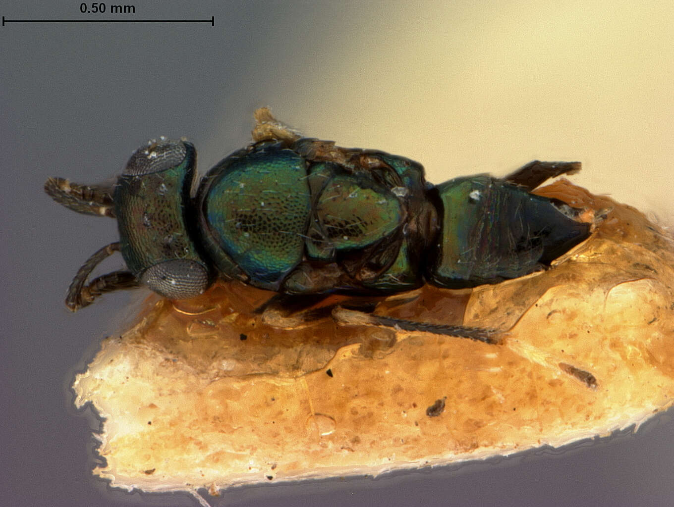 Image of Tetracnemus brevicollis (Ashmead 1900)