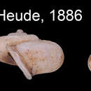 Image of Platyrhaphe fossor (Heude 1886)