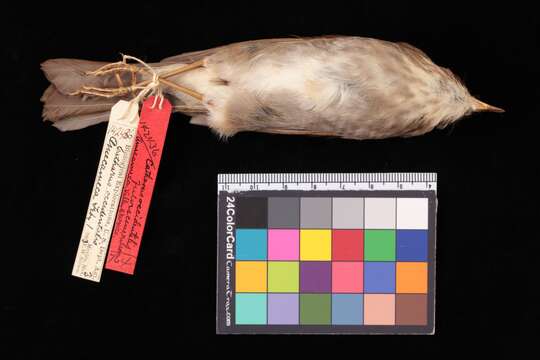 Catharus occidentalis fulvescens Nelson 1897 resmi