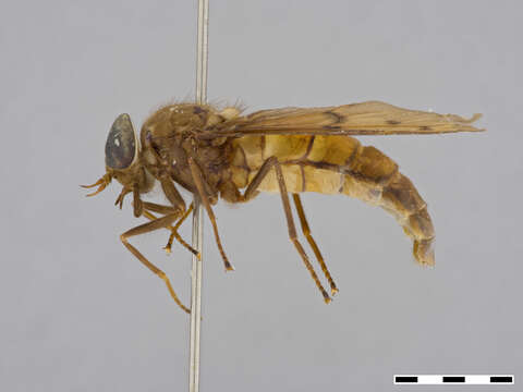 Image of Aegophagamyia