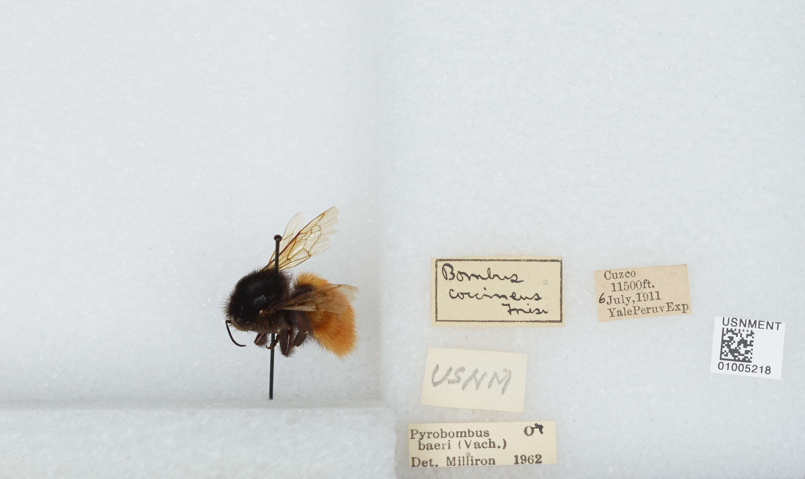 Imagem de Bombus baeri Vachal 1904