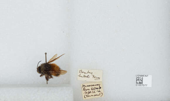 Plancia ëd Bombus butteli Friese 1903