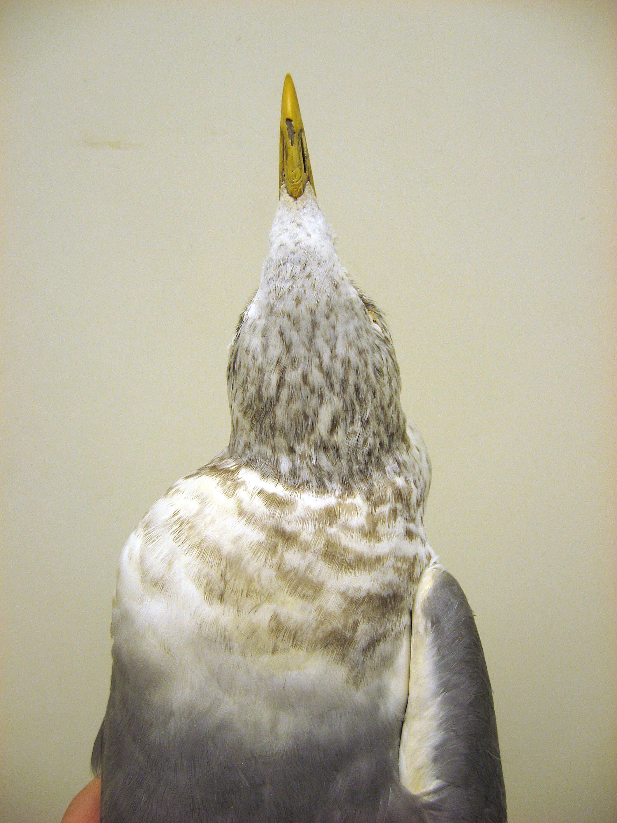 Image of Larus canus kamtschatschensis Bonaparte 1857