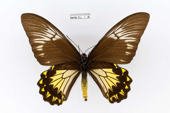 Image of Golden Birdwing