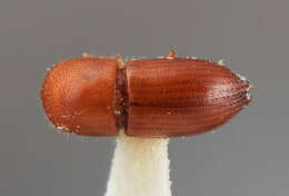 Image of Coptoborus carumbensis Wood 2007