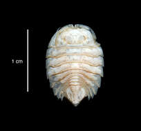 صورة Septemserolis septemcarinata (Miers 1875)