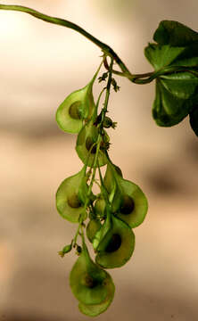 Image of Dioscorea cyphocarpa C. B. Rob. ex Knuth