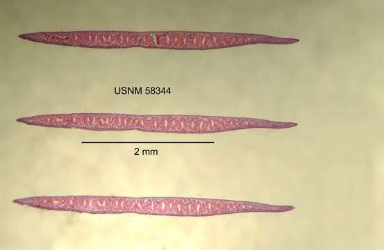 Image of Planaria dactyligera Kenk 1935