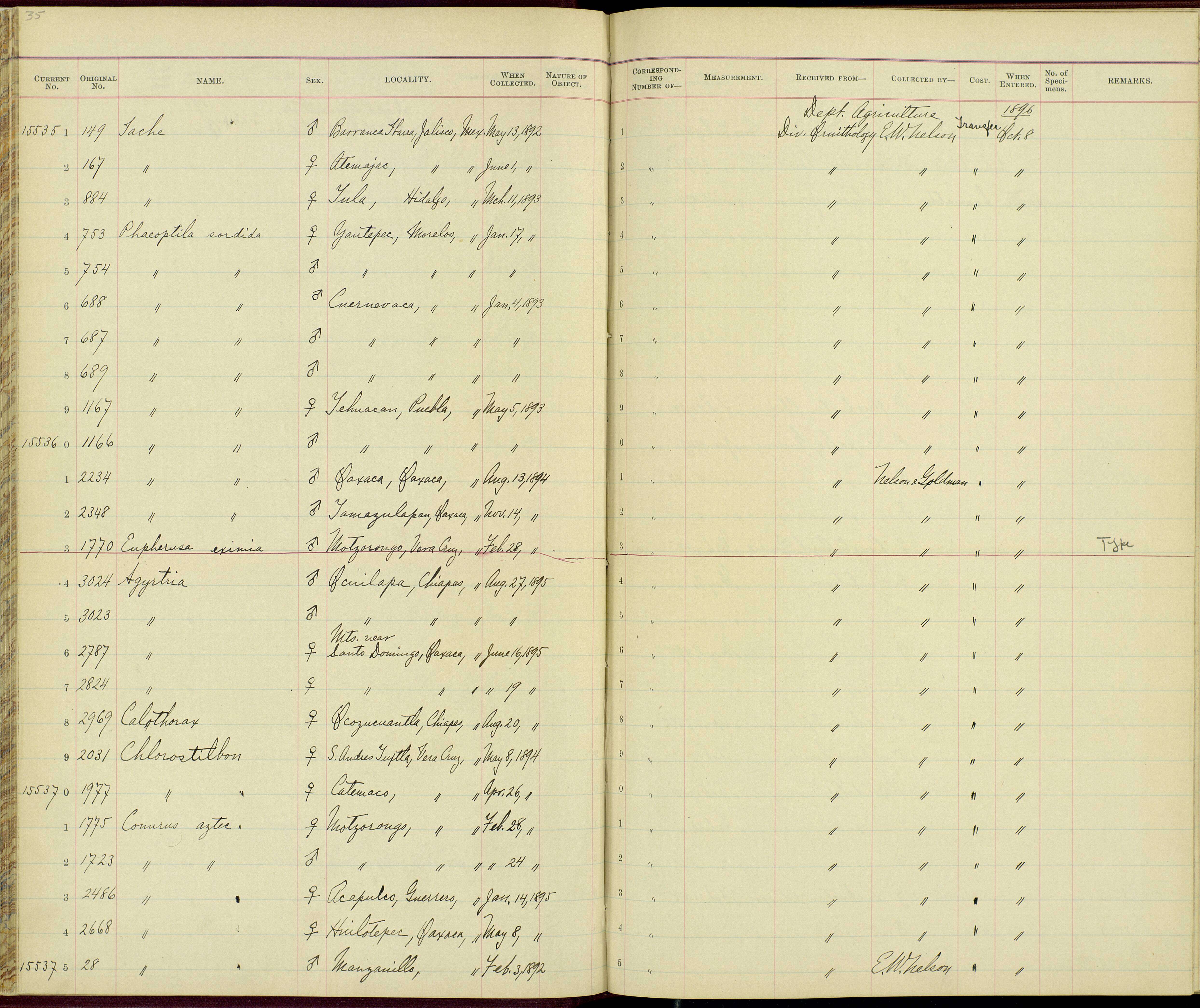 Image of <i>Amazilia <i>candida</i></i> candida (Bourcier & Mulsant 1846)