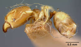 Image of Pheidole nindi Mann 1919