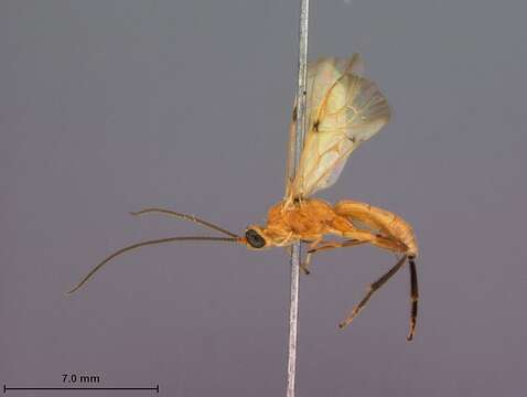 Image of Aleiodes bakeri (Brues 1912)