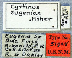 Image of Cyrtinus eugeniae Fisher 1935