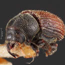 Image of Phloeosinus hoferi Blackman 1942
