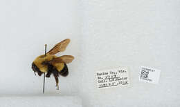 Слика од Bombus affinis Cresson 1864