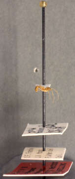 Image of Dorymyrmex flavus McCook 1879