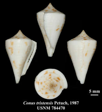 Image of Conus tristensis Petuch 1987