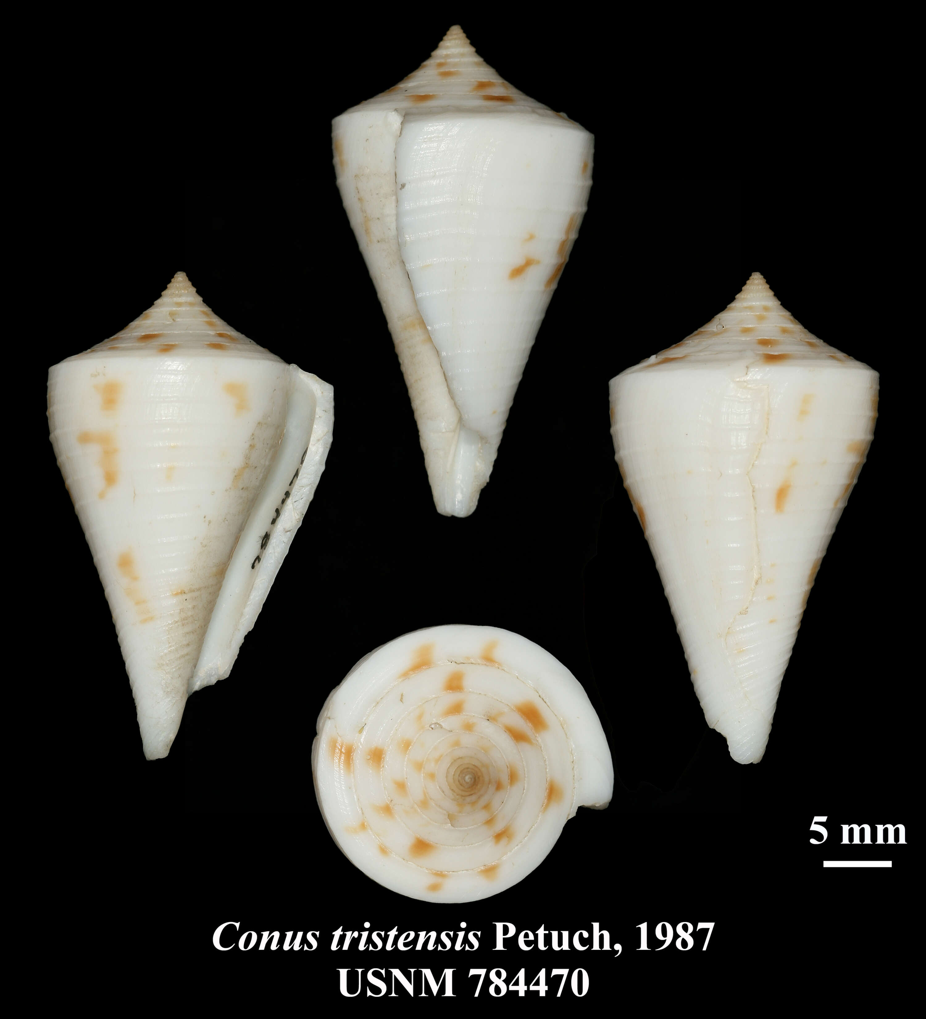 Image of Conus tristensis Petuch 1987