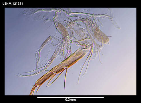 Image of Bythocypris (Bythotriangularia) eltanina (Maddocks 1969)