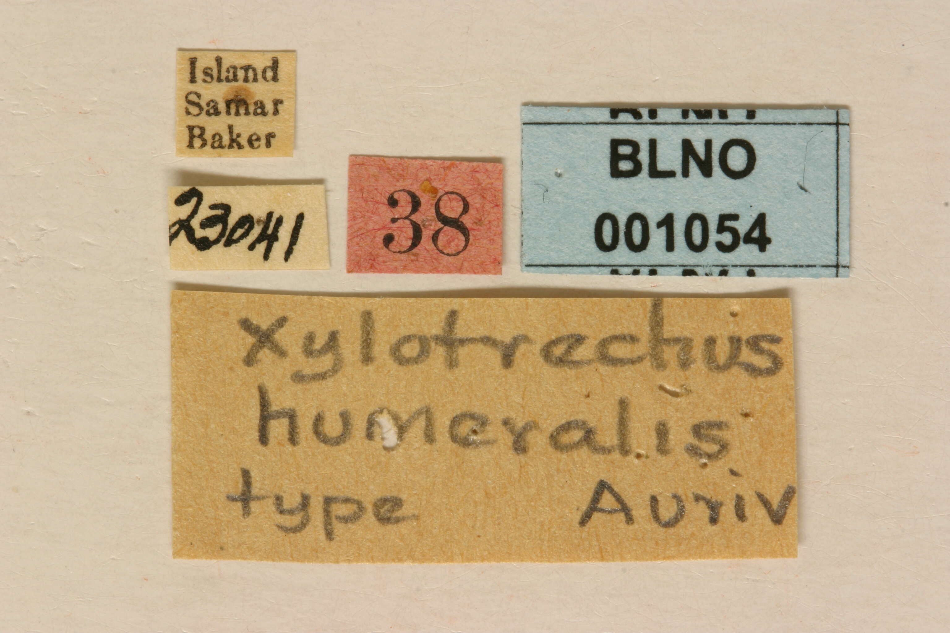 Sivun Xylotrechus humeralis Aurivillius 1928 kuva