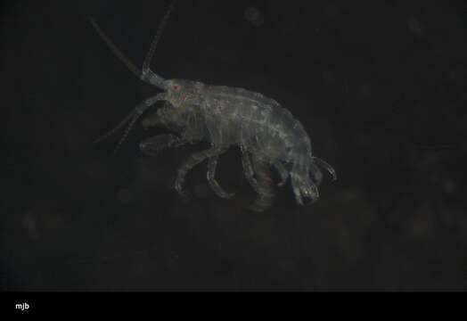 Image of Amphipoda