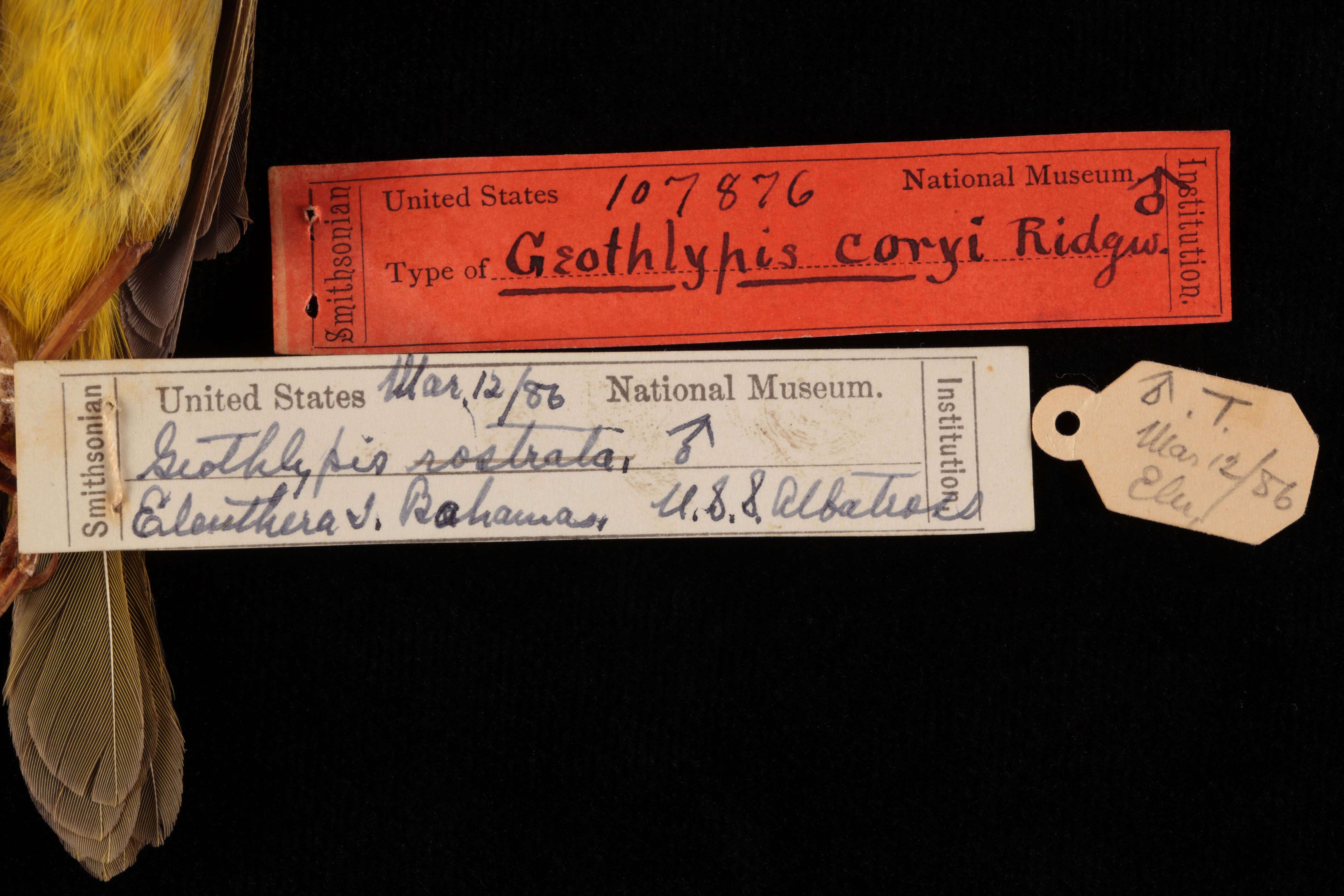 Image of Geothlypis rostrata coryi Ridgway 1886