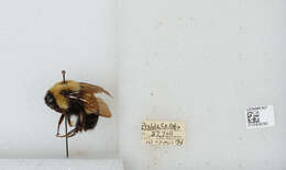 Слика од Bombus affinis Cresson 1864