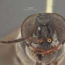 Image of Crabronid wasp