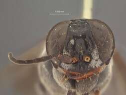 Image of Crabronid wasp