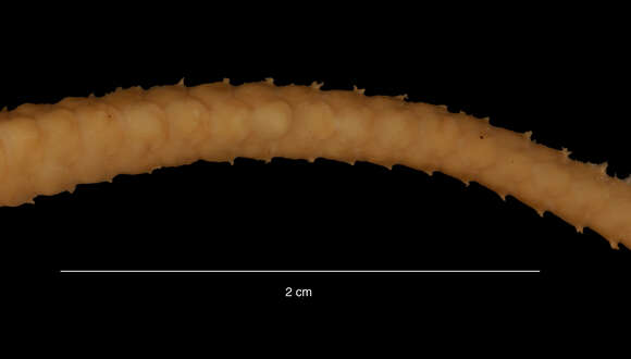 Image of Ophioplinthus brevirima (Mortensen 1936)