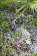 Image of Seminole False Foxglove