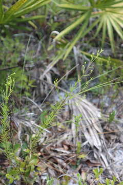 Image of Seminole False Foxglove